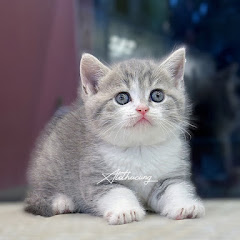Tìm Địa Chỉ Mua Mèo Anh Lông Ngắn Thụy Khuê Uy Tín