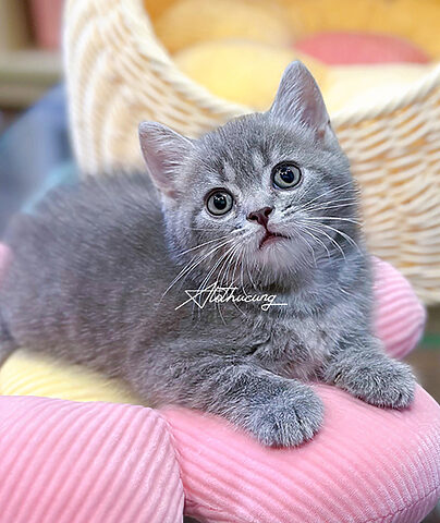 Mèo Anh Lông Ngắn Màu Tabby Blue: Đặc Điểm và Chăm Sóc Chi Tiết