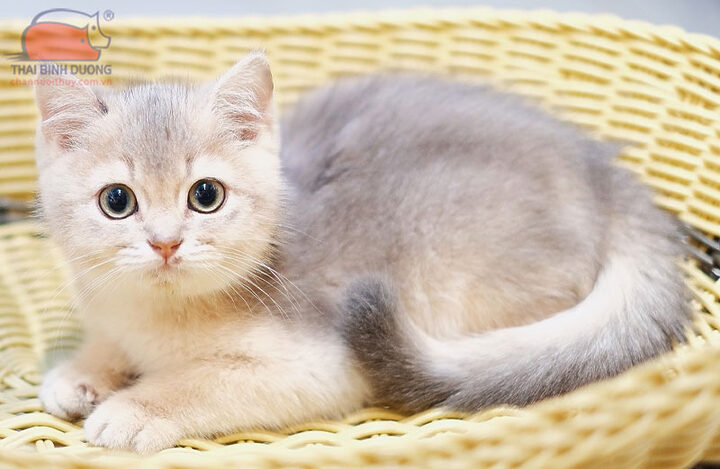 Mèo Anh Lông Ngắn Blue Golden: Vẻ Đẹp Hoàng Gia Và Những Điều Cần Biết