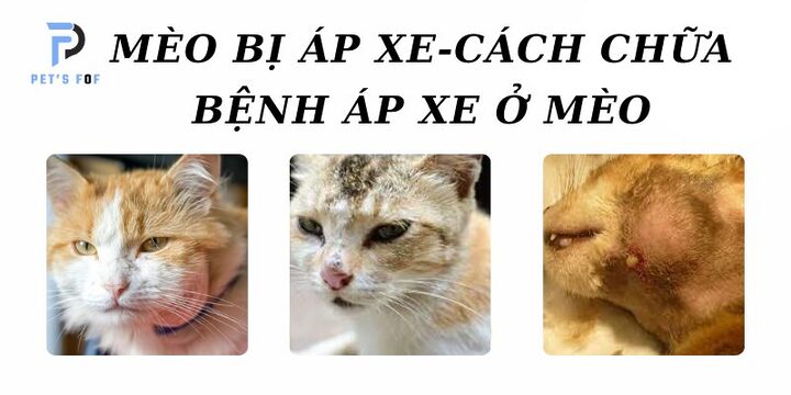 Mèo Bị Áp Xe: Dấu Hiệu, Nguyên Nhân & Điều Trị