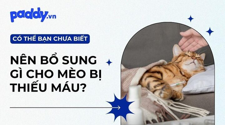 Mèo bị thiếu máu: Dấu hiệu, nguyên nhân và cách chữa