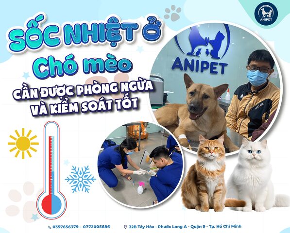 Mèo bị sốc nhiệt: Dấu hiệu, cách xử lý và phòng ngừa hiệu quả