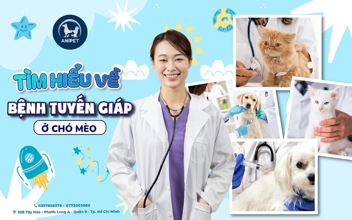 Mèo bị bệnh cường giáp: Dấu hiệu, chẩn đoán và điều trị