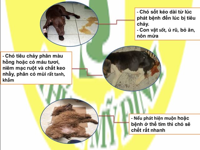 Bệnh Parvo ở Mèo: Dấu hiệu, Cách điều trị & Phòng ngừa Hiệu quả