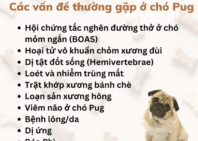 Tổng hợp các bệnh thường gặp ở chó mèo