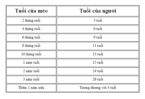 Tuổi Thọ Trung Bình Của Mèo Ta Là Bao Lâu?