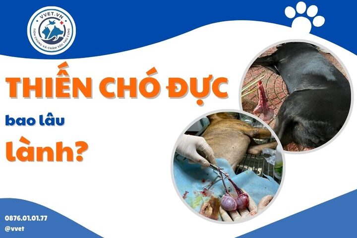 Thiến Mèo Có Nguy Hiểm Không? Sự Thật Chi Tiết