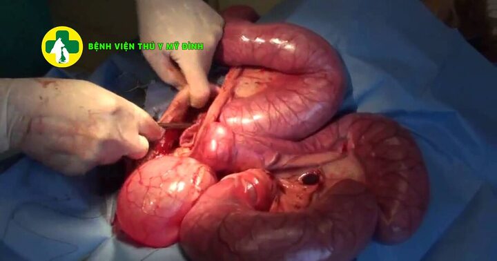 Dấu hiệu mèo bị viêm tử cung nguy hiểm cần nhận biết