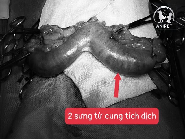 Dấu hiệu mèo bị viêm tử cung nguy hiểm cần nhận biết
