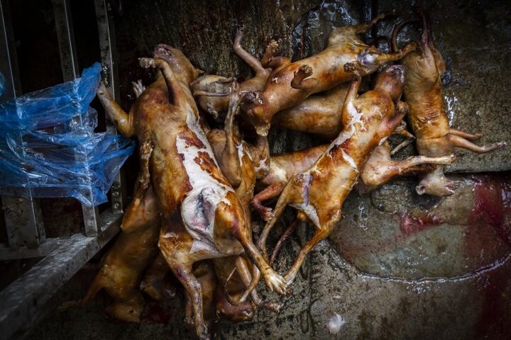 Mèo bị làm thịt: Thực trạng, nguy cơ & hành động