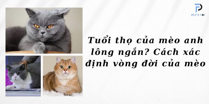 Tuổi thọ của mèo Anh lông ngắn: Yếu tố ảnh hưởng và cách chăm sóc để kéo dài tuổi thọ