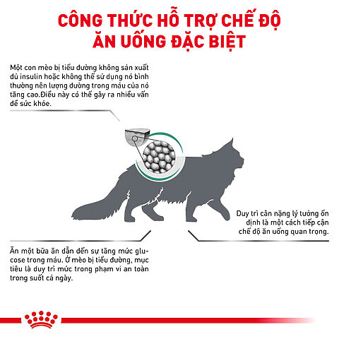 Chế độ dinh dưỡng cho mèo bị tiểu đường chi tiết