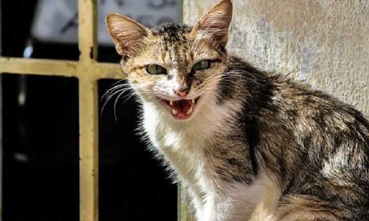 Mèo rừng bắt chuột: Phát hiện và giải cứu tại Vĩnh Long