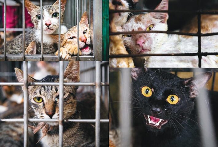 Chọn nơi bán đàn mèo ta khỏe mạnh và uy tín