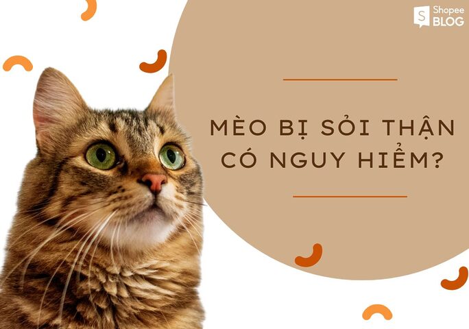 Sỏi thận ở mèo: Dấu hiệu, điều trị & phòng ngừa hiệu quả