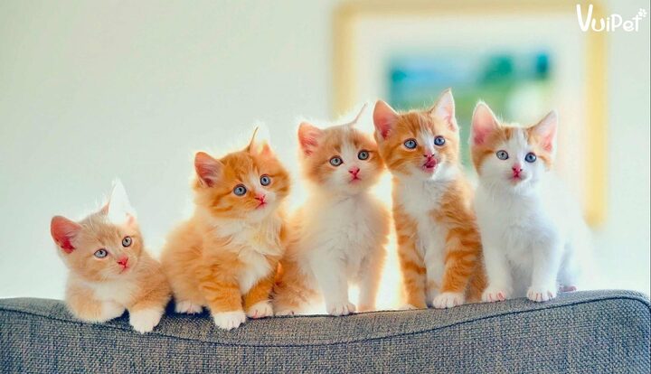 Mèo Ta Giá Rẻ: Mọi Điều Về Mèo Anh Lai