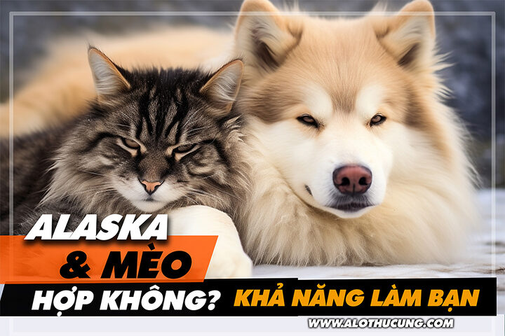 Lý do tôi chọn mèo ta làm bạn đồng hành