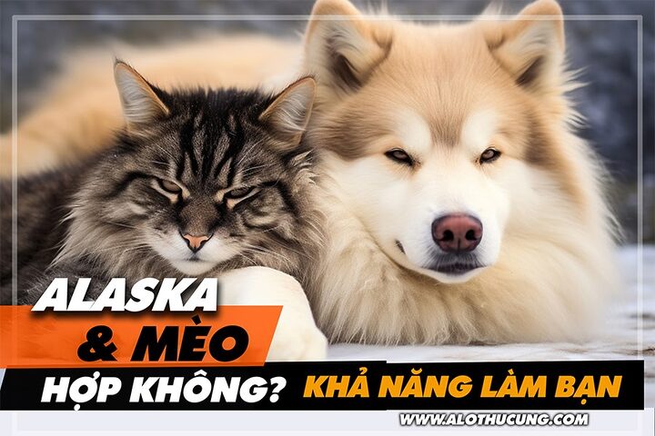 Lý do tôi chọn mèo ta làm bạn đồng hành