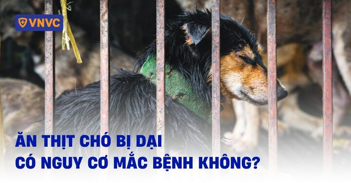 Ăn Thịt Mèo Bị Dại: Mối Hiểm Họa Chết Người Không Thể Coi Thường