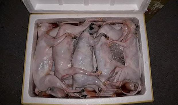 Ăn Thịt Mèo Bị Dại: Mối Hiểm Họa Chết Người Không Thể Coi Thường