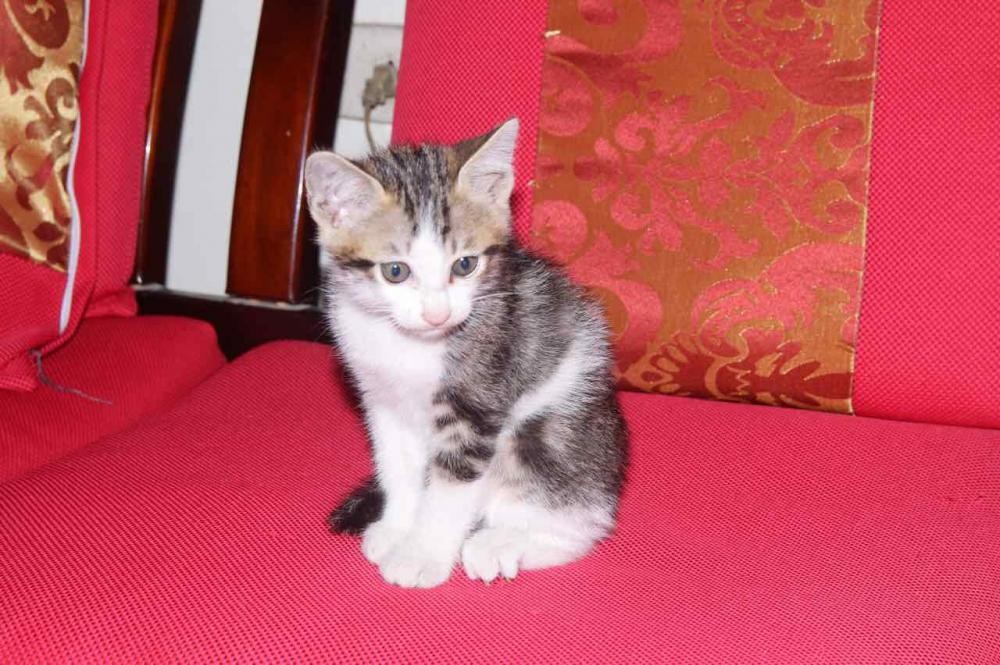 Ảnh cận cảnh mèo ta lông trắng với bộ lông như bông