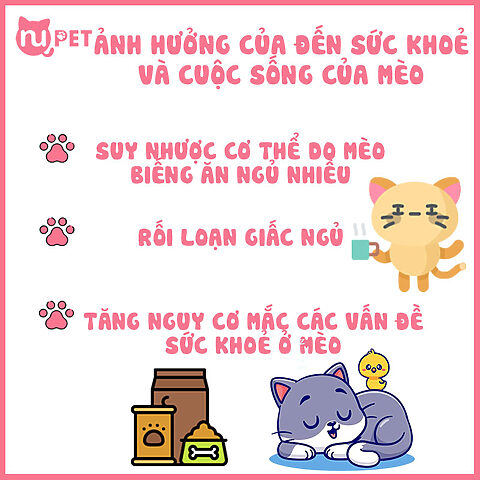 Mèo bị suy nhược cơ thể: Dấu hiệu, nguyên nhân và cách chăm sóc