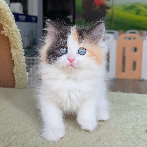Đặc Điểm Và Cách Chăm Sóc Mèo Anh Lông Dài Tam Thể