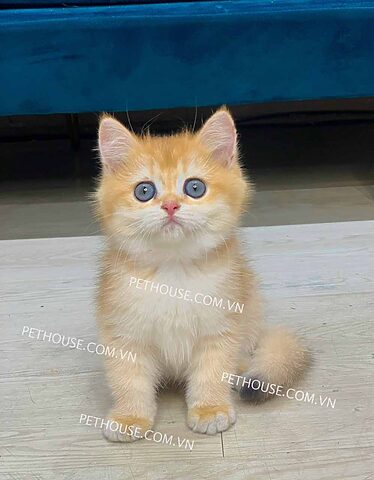 Mèo Anh Lông Ngắn Màu Vàng Silver: Đặc Điểm, Tính Cách Và Cách Chăm Sóc Chi Tiết