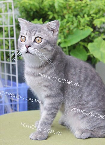 Mèo Anh Lông Ngắn Tabby: Đặc Điểm, Chăm Sóc & Giá