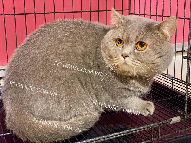 Cách Chọn Mèo Anh Lông Ngắn: Bí Quyết Từ Chuyên Gia Mochi Cat