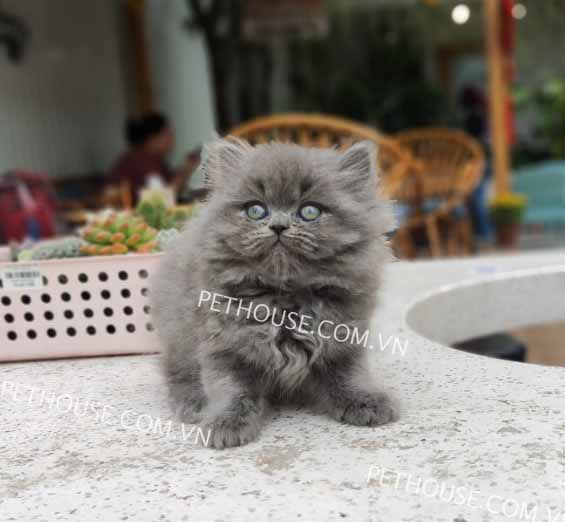Mèo Ba Tư Xám: Đặc Điểm, Cách Chăm Sóc Toàn Diện