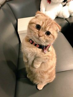 Meme "Con Mèo Chân Ngắn Đang Đi": Khám Phá Hiện Tượng