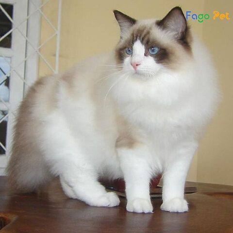 Phối Giống Mèo Ragdoll: Quy Trình & Lưu Ý