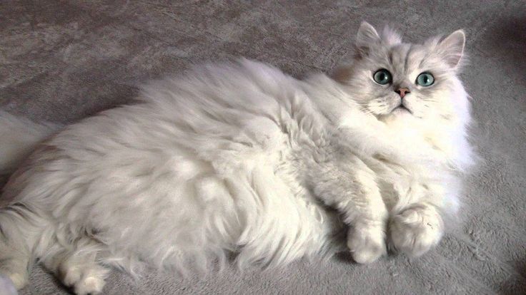 Mèo Ba Tư Chinchilla: Đặc Điểm, Cách Chăm Sóc Toàn Diện