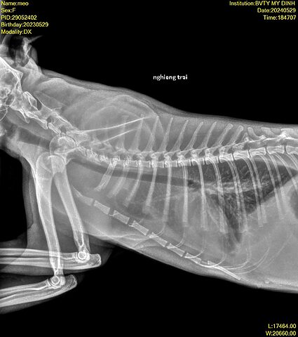 Mèo bị viêm phế quản: Dấu hiệu, nguyên nhân, điều trị