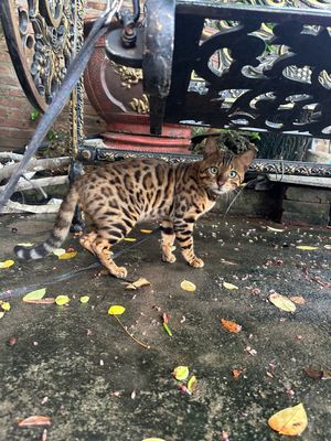 Mua Mèo Bengal Ở Hà Nội: Kinh Nghiệm Từ A Đến Z