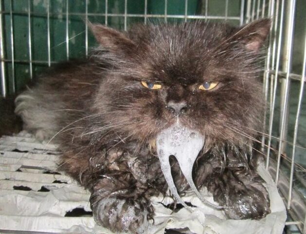 Mèo Bị Bệnh Dại: Triệu Chứng, Nguy Hiểm Và Cách Phòng Ngừa Hiệu Quả
