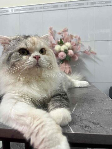 Đặc Điểm Và Cách Chăm Sóc Mèo Anh Lông Dài Tam Thể