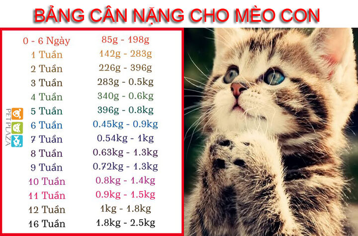 Cân nặng mèo Anh lông ngắn theo từng giai đoạn chuẩn