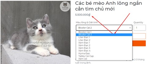 Bảng giá theo giới tính và màu lông mèo Anh lông ngắn 3 tháng tuổi