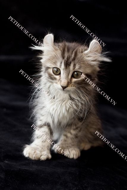 Bát thức ăn hạt khô chất lượng cho mèo tai xoắn American Curl
