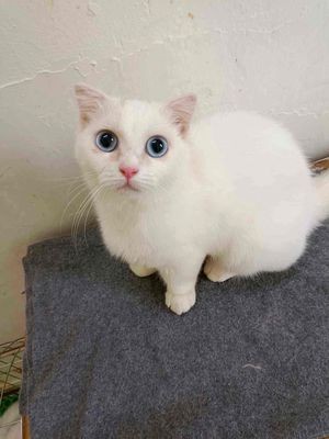 Bé mèo chân ngắn , mắt xanh da tròi , tai cụp
