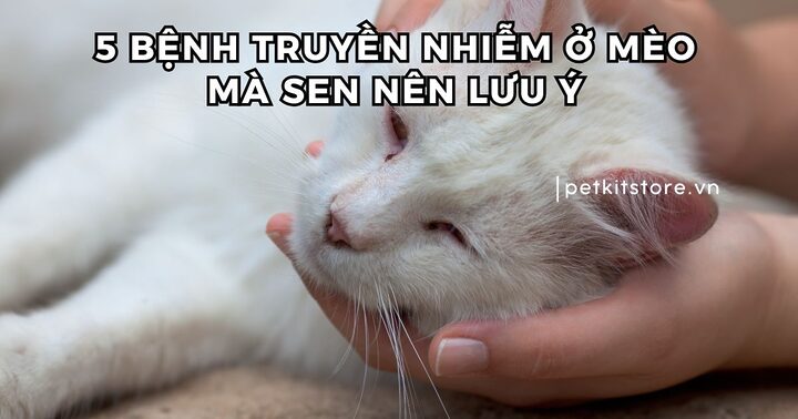 Mèo bị bệnh truyền nhiễm: Nguyên nhân, Triệu chứng và Cách phòng ngừa