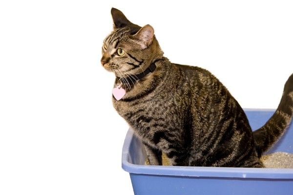 Mèo Bị Viêm Đường Tiết Niệu: Dấu Hiệu, Nguyên Nhân & Cách Trị
