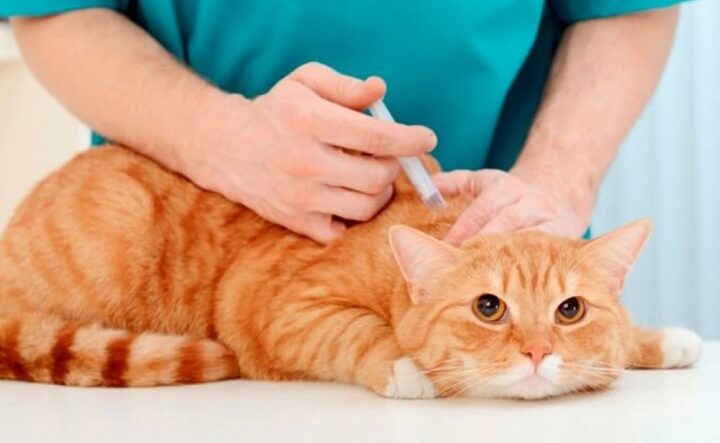 Hướng dẫn sơ cứu cho mèo bị chó cắn hiệu quả và an toàn