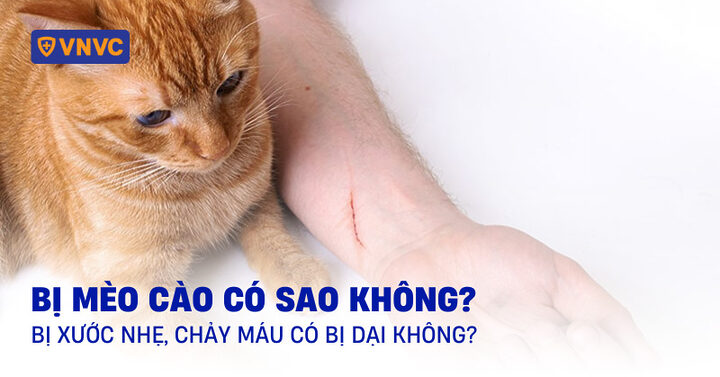 Mèo Bị Cào: Hiểu Rõ Rủi Ro, Cách Xử Lý Và Phòng Ngừa