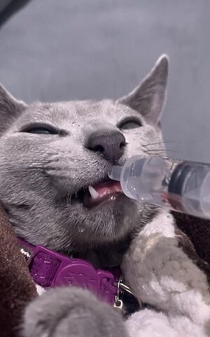 Mèo bị sặc nước: Nguyên nhân, cách xử lý và phòng ngừa hiệu quả