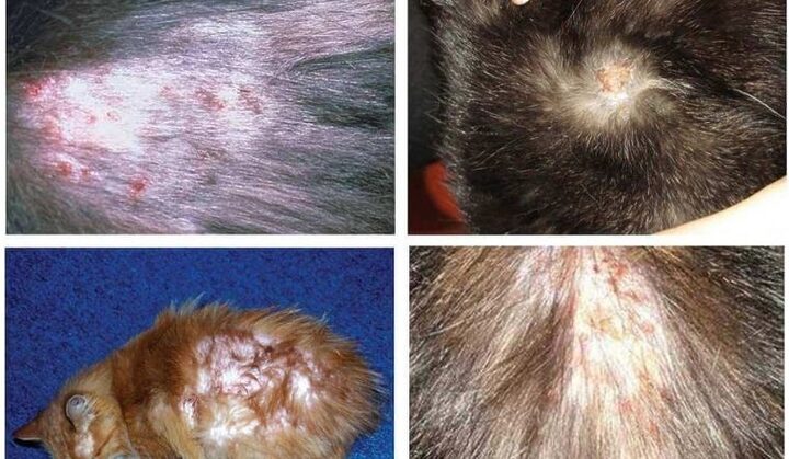 Biểu Hiện Mèo Bị Bọ Chét Cắn: Dấu Hiệu Nhận Biết Sớm