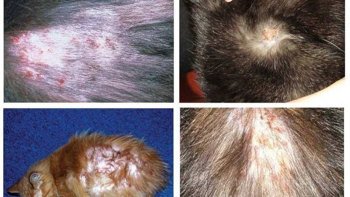 Dấu hiệu và cách trị mèo bị bọ chét