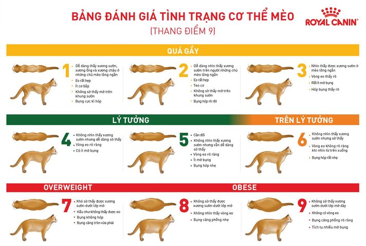 Chế độ dinh dưỡng cho mèo bị tiểu đường chi tiết